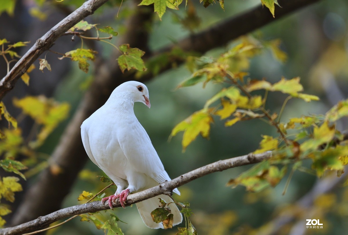 神州游拍树上栖息的白鸽