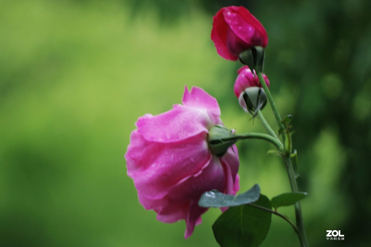 雨过天晴，百花盛开