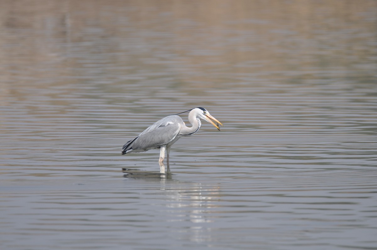 新入手腾龙150-600