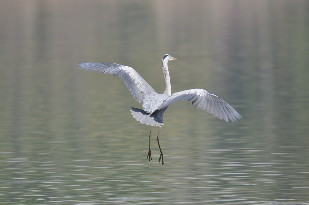 新入手腾龙150-600