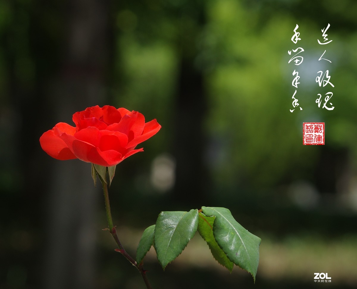 雨过天晴，百花盛开