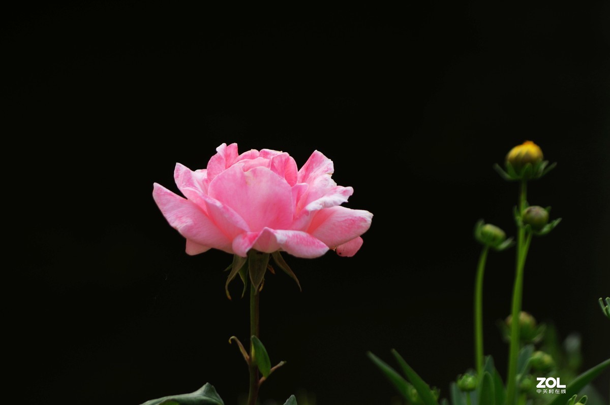 雨过天晴，百花盛开