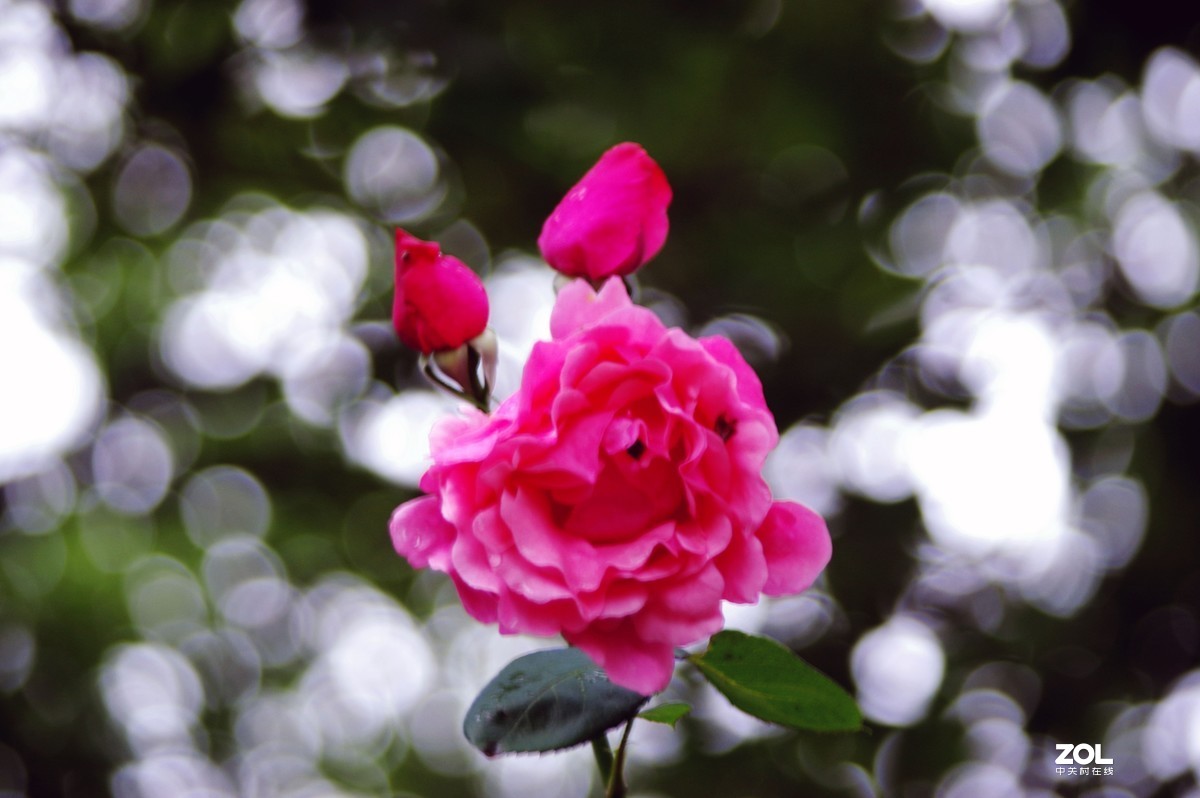 雨过天晴，百花盛开