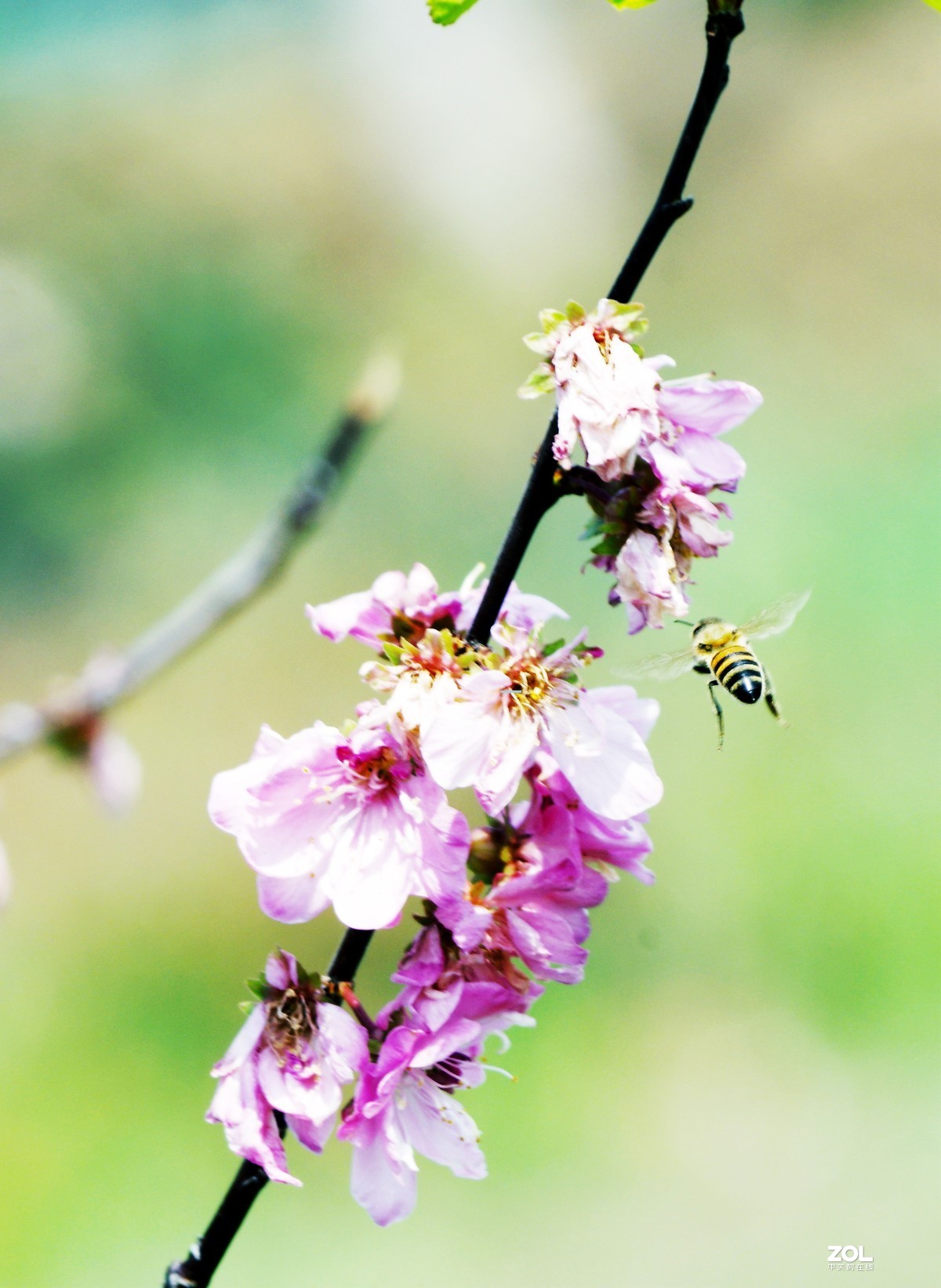 雨过天晴，百花盛开