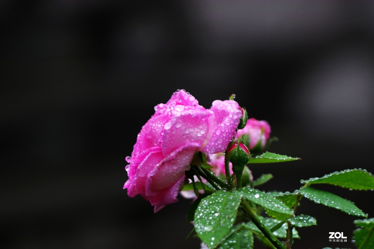 雨过天晴，百花盛开