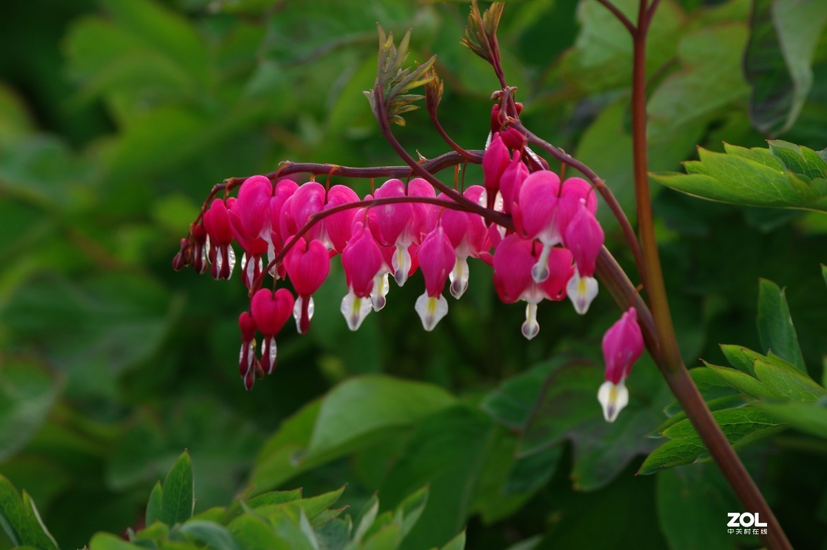 雨过天晴，百花盛开