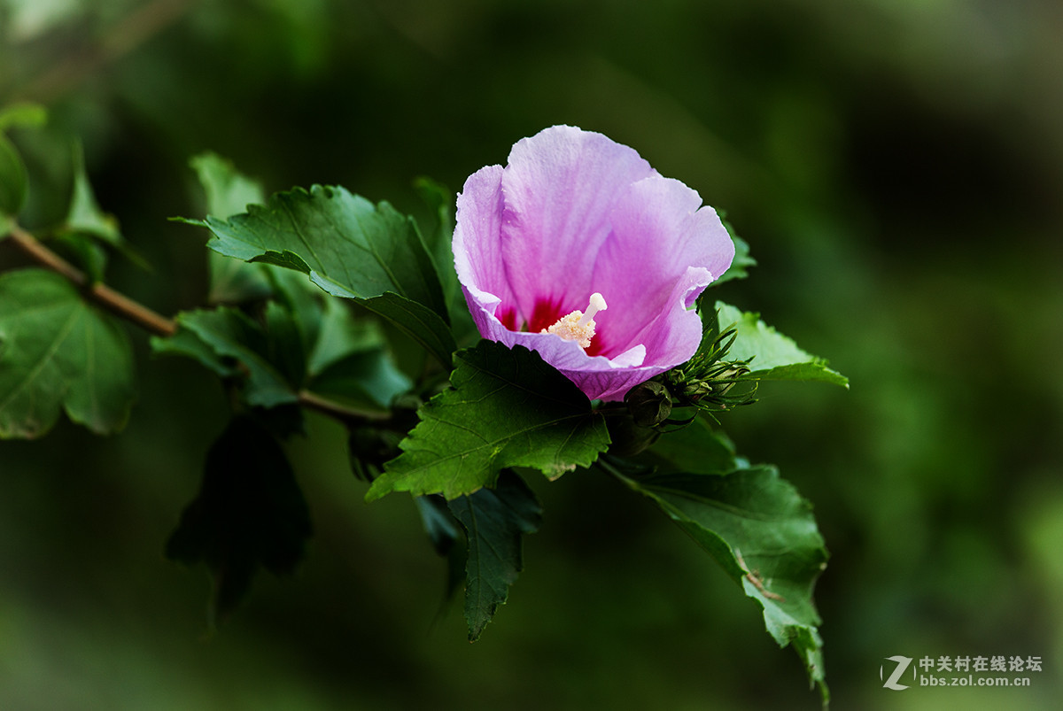 木槿花（三）