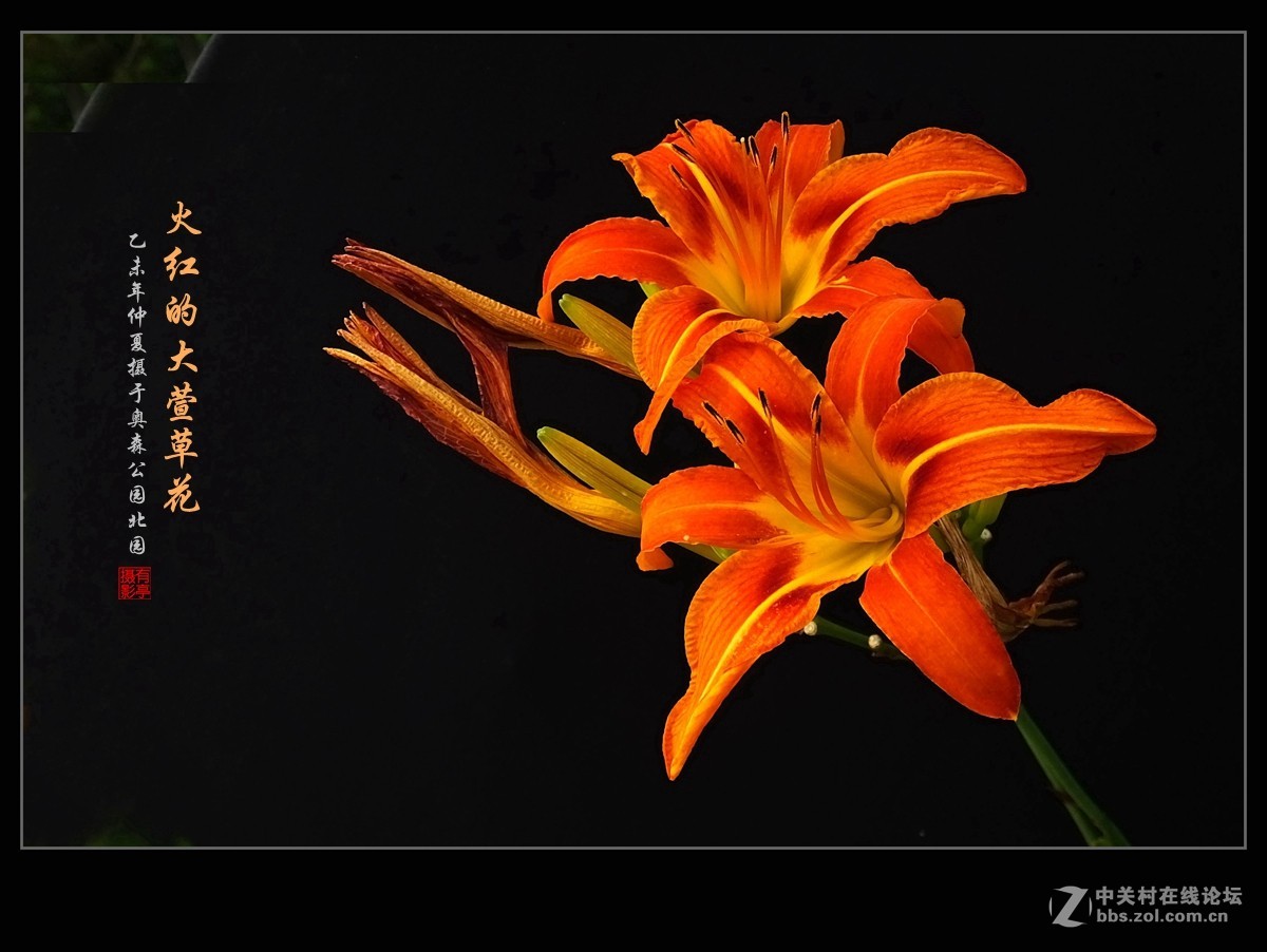 火红的大花萱草(2)