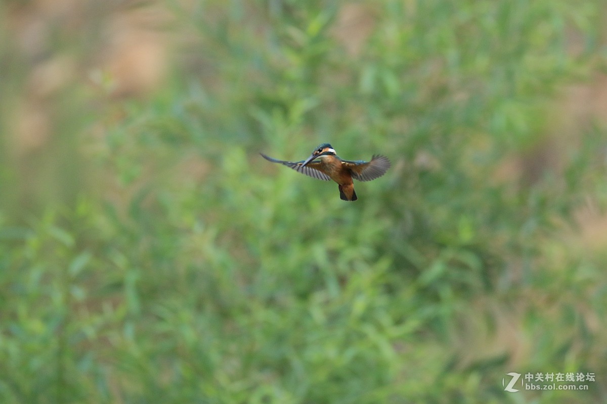 小翠悬停的瞬间