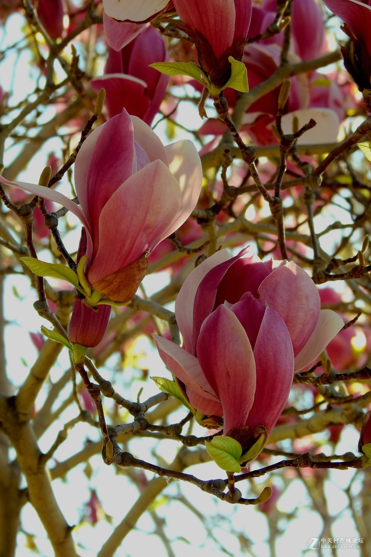 春节春花图片大全图片