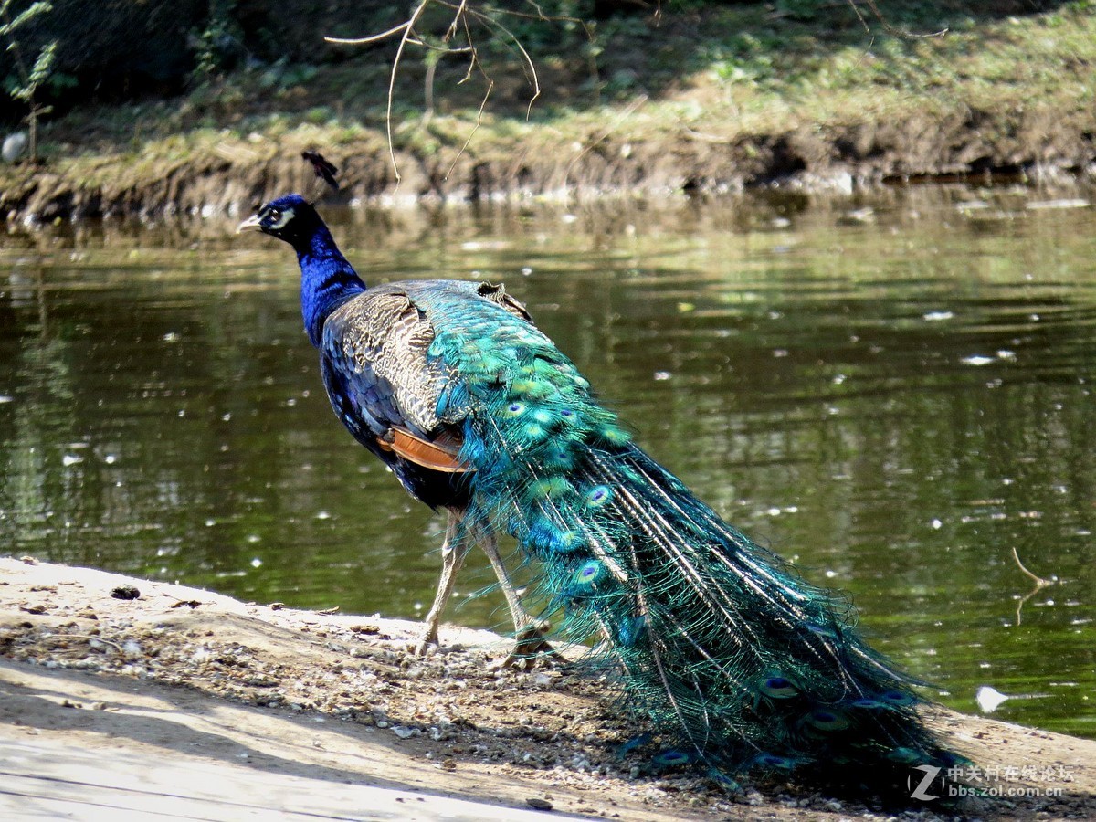 公园 动物 春光里 ---------2015.4.24日 沈阳长白岛森林公园 拍摄习作