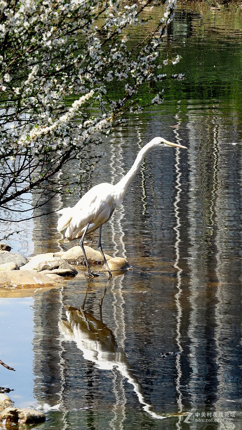 公园 动物 春光里 ---------2015.4.24日 沈阳长白岛森林公园 拍摄习作