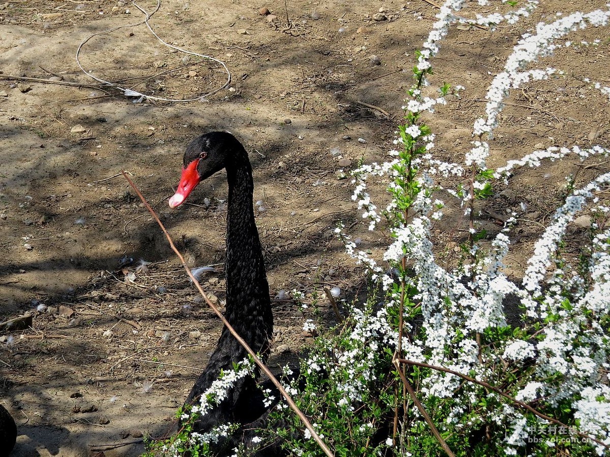 公园 动物 春光里 ---------2015.4.24日 沈阳长白岛森林公园 拍摄习作