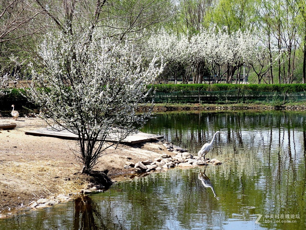 公园 动物 春光里 ---------2015.4.24日 沈阳长白岛森林公园 拍摄习作