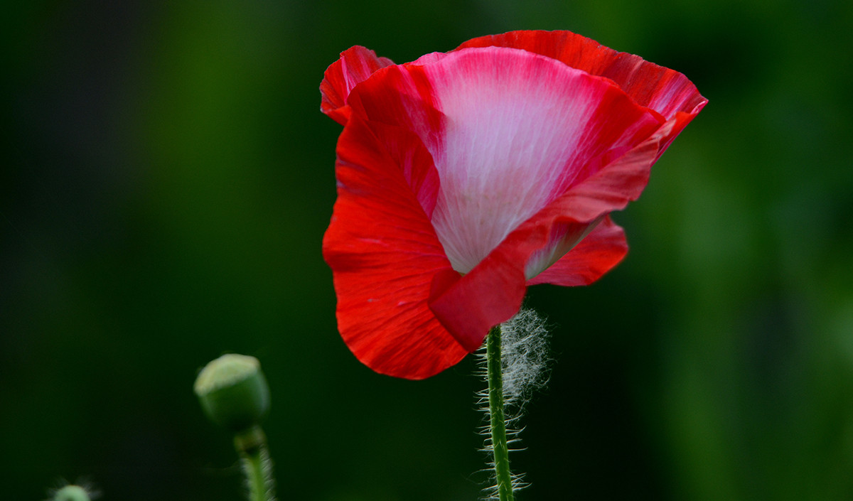 自然光影   虞美人