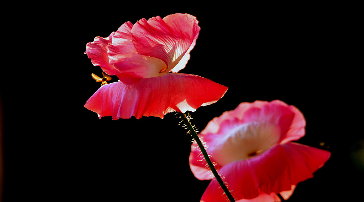 自然光影   虞美人