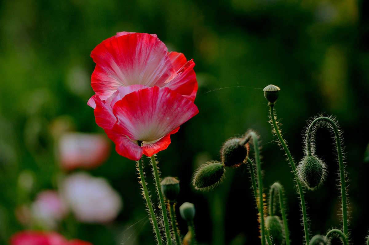 自然光影   虞美人