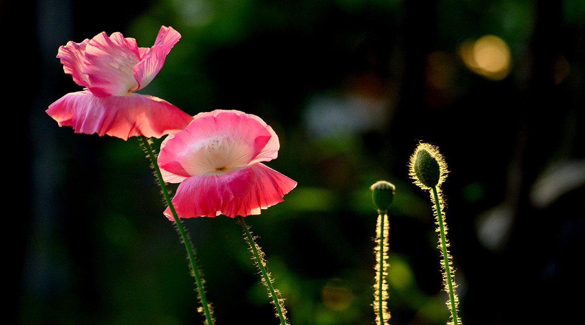 自然光影   虞美人