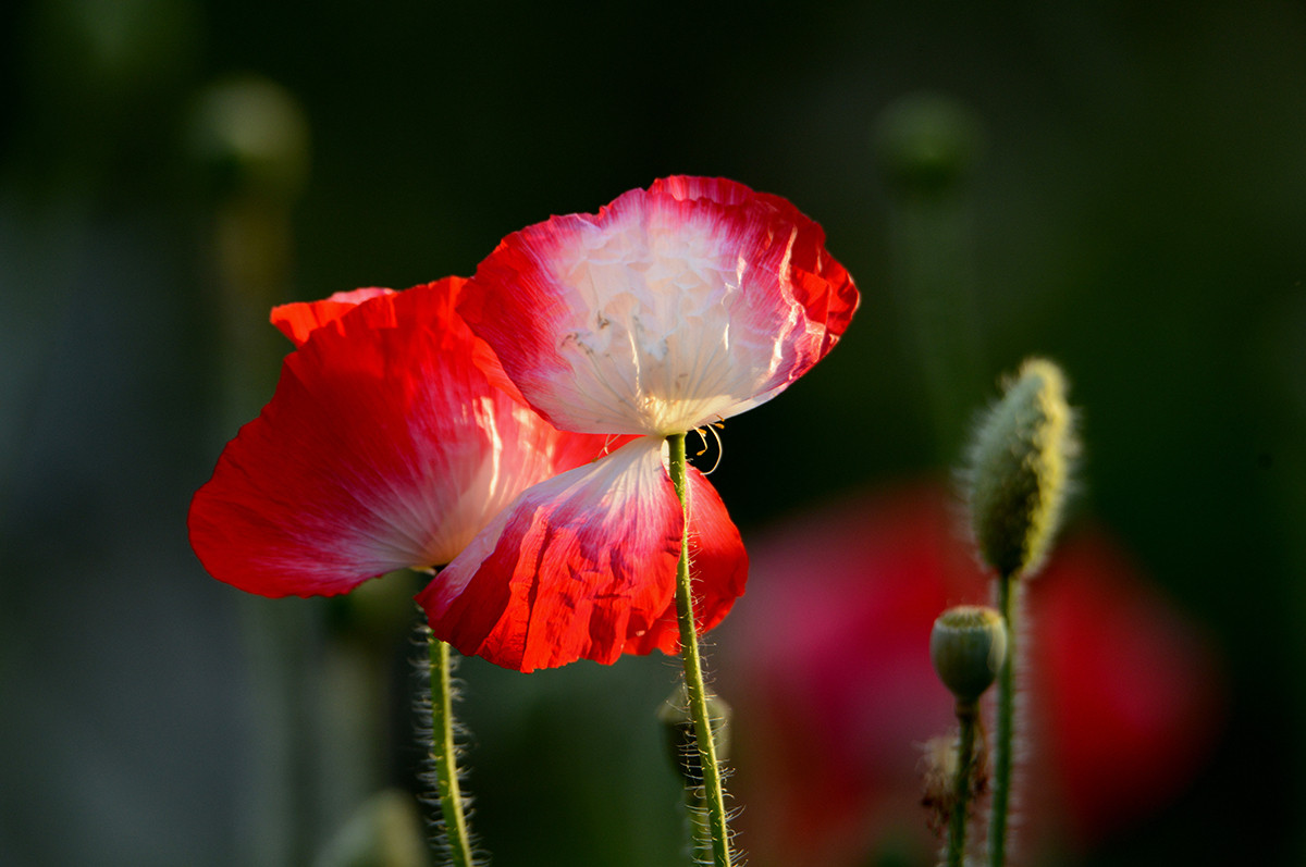 自然光影   虞美人