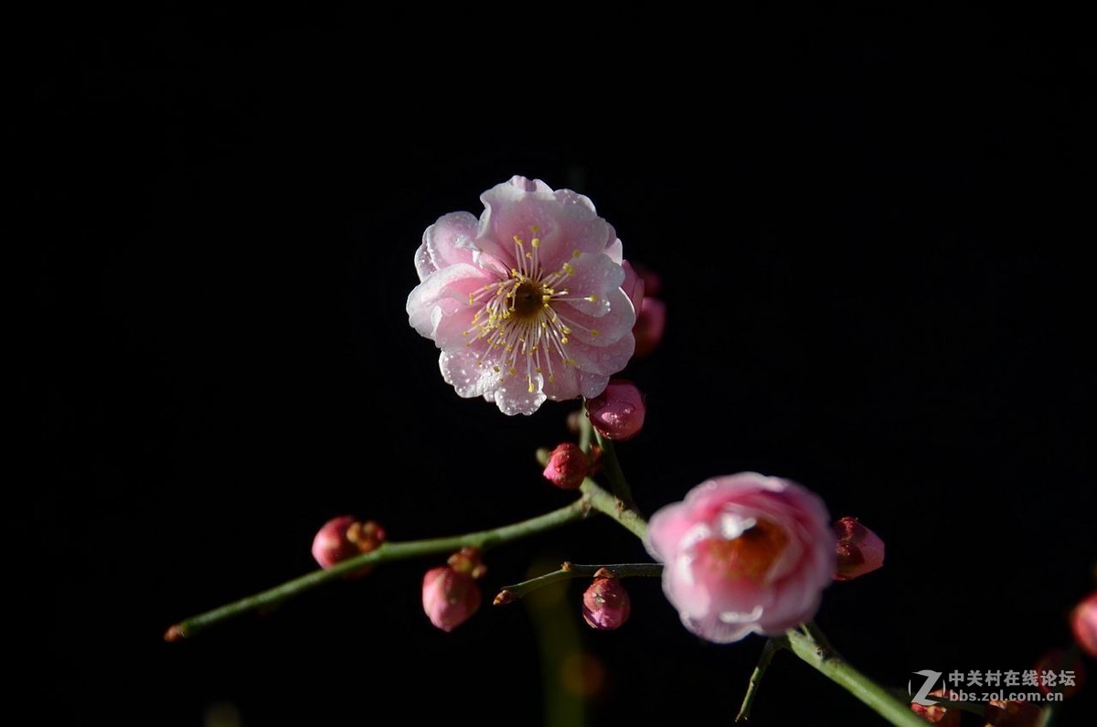 梅    花---------。
