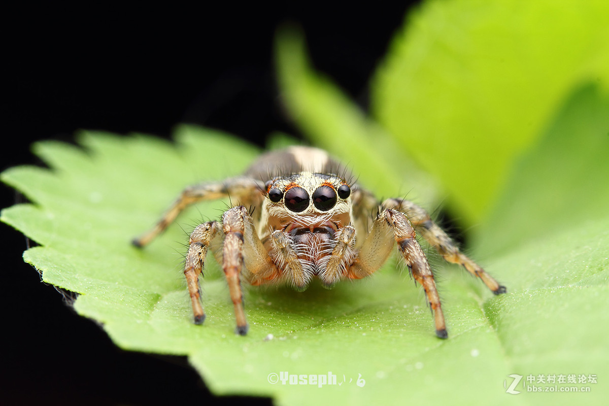 yoseph小白2015微距6之蝇虎系列