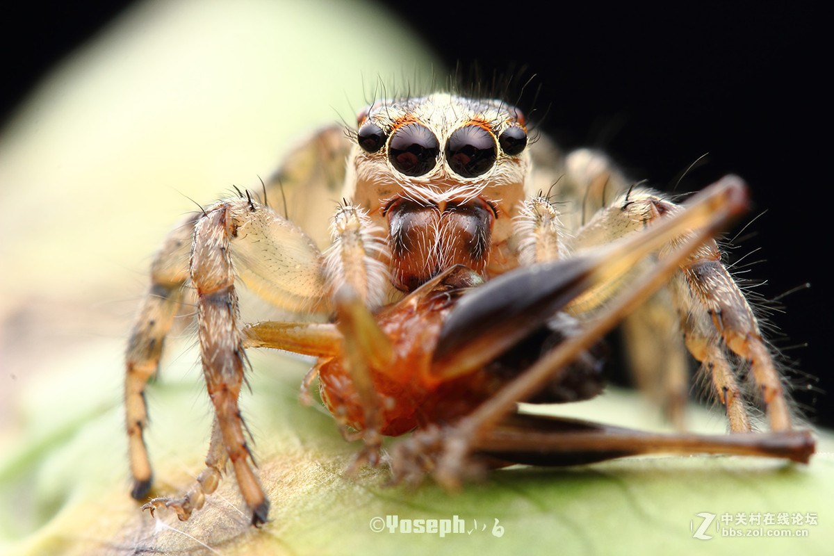 yoseph小白2015微距6之蝇虎系列