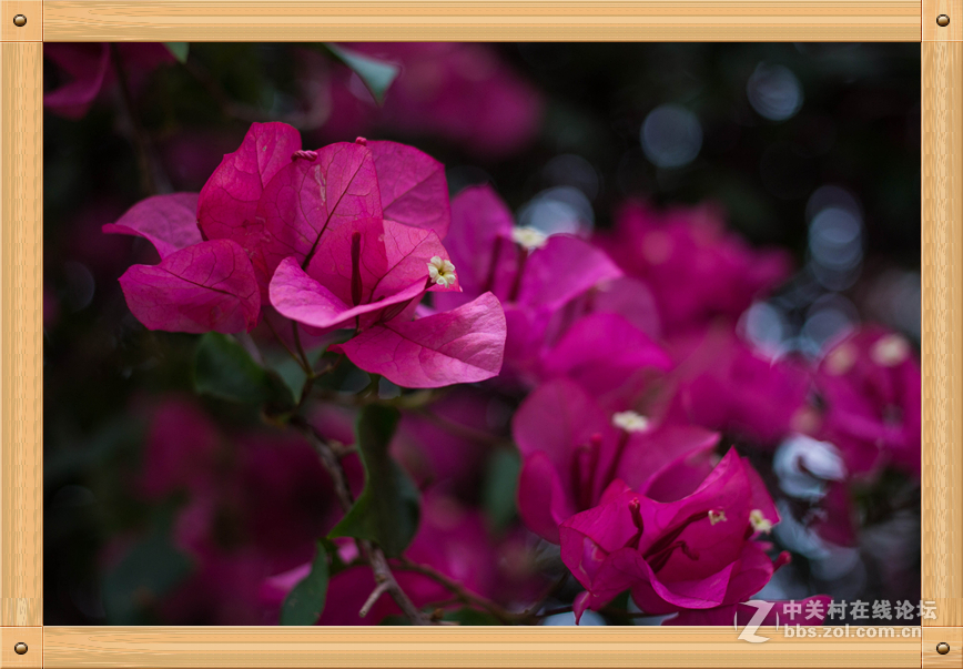 饼干头的微距魅力