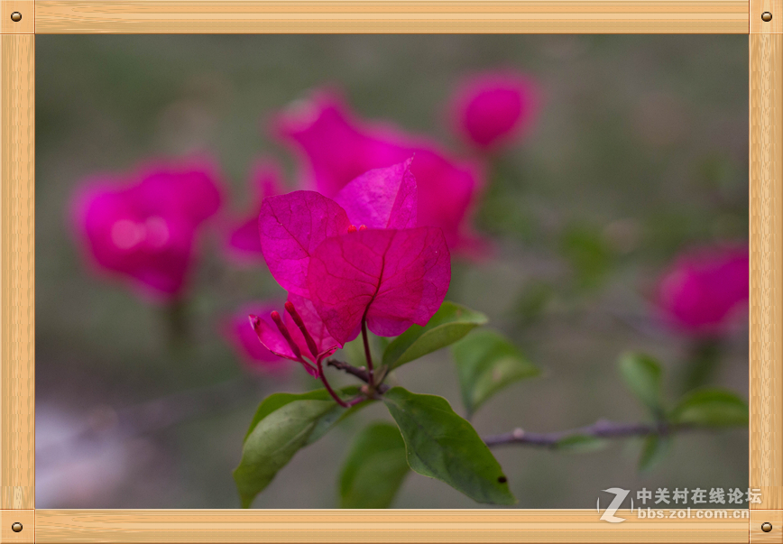 饼干头的微距魅力