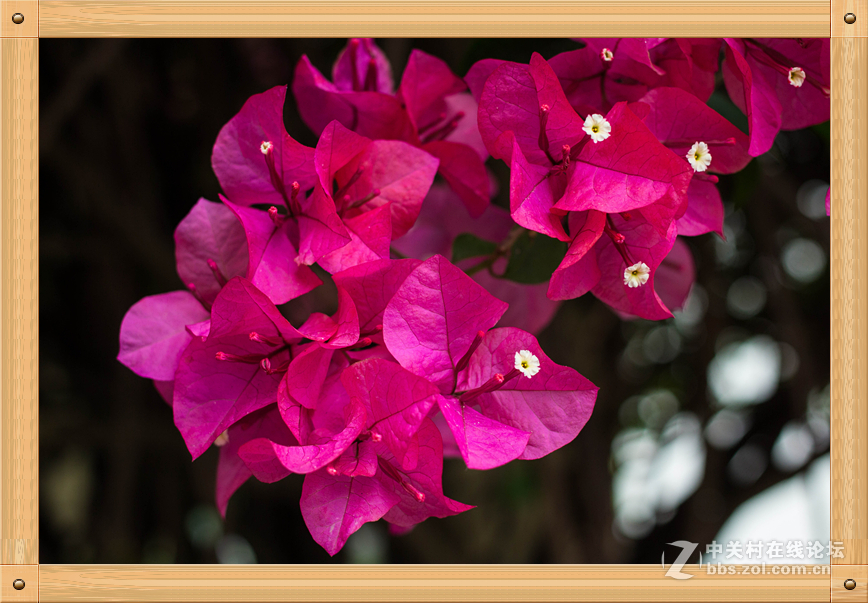 饼干头的微距魅力