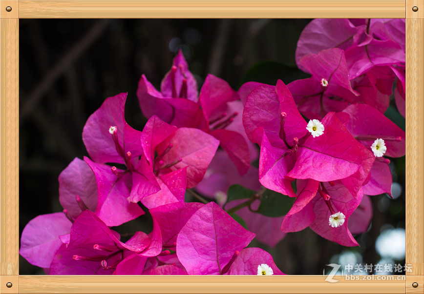 饼干头的微距魅力