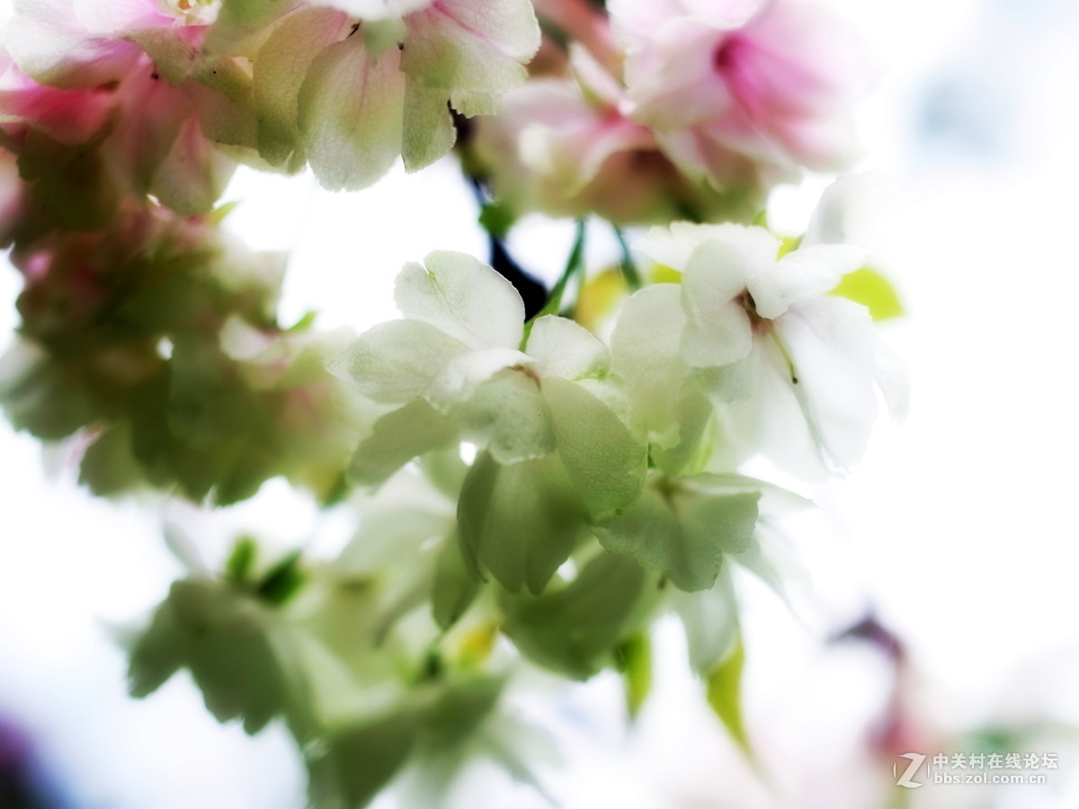 樱花盛开