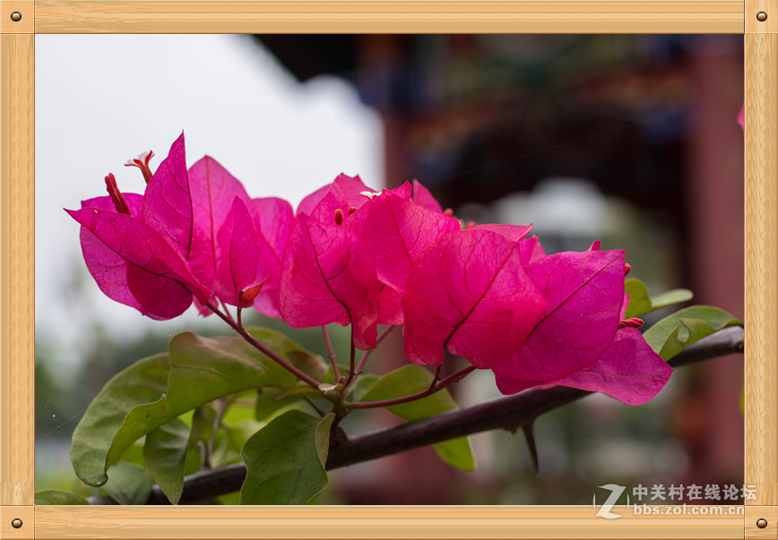 饼干头的微距魅力