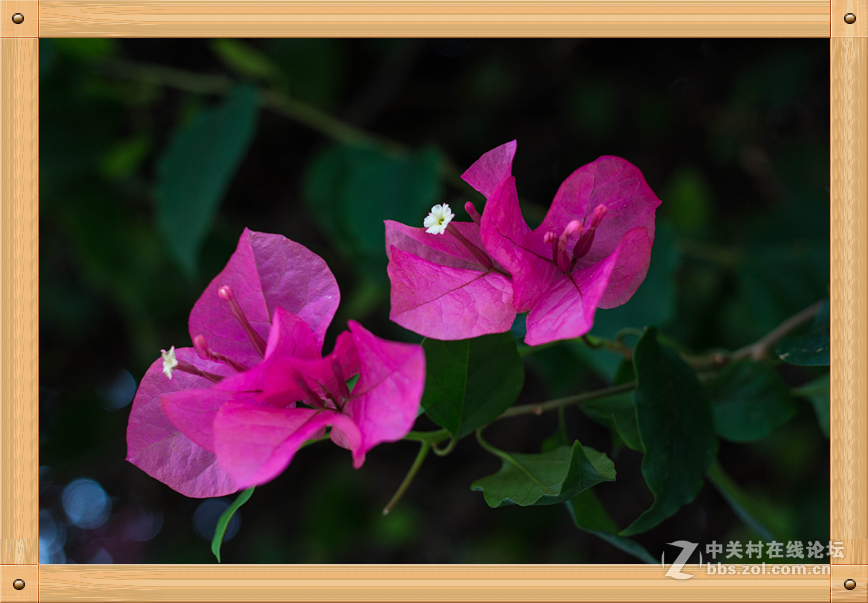 饼干头的微距魅力