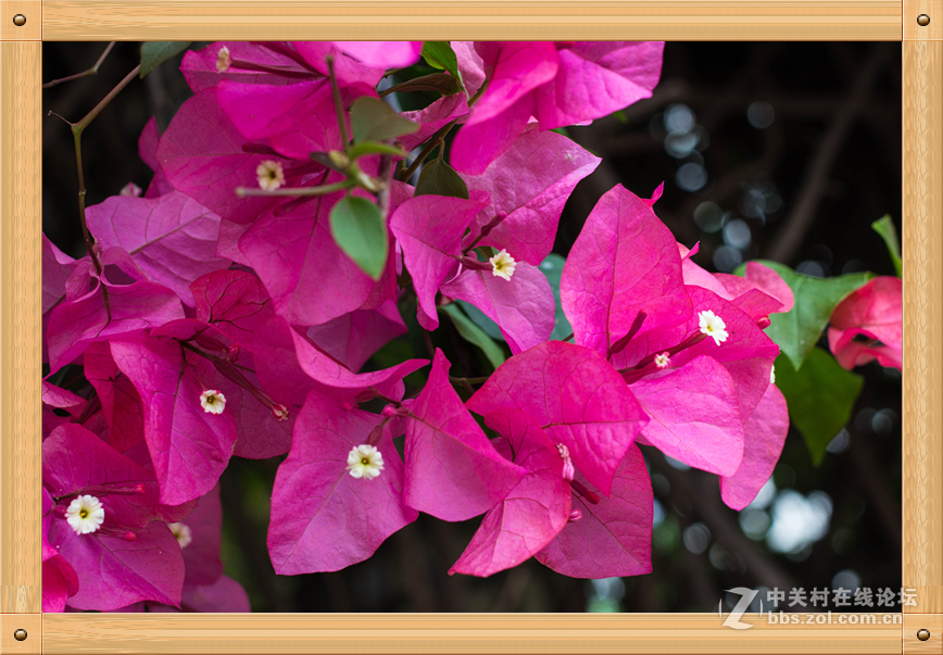 饼干头的微距魅力