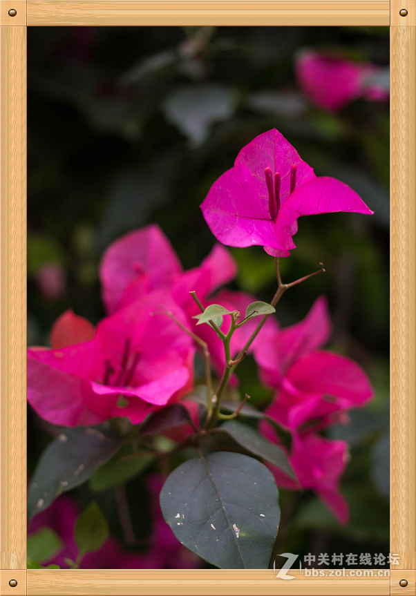 饼干头的微距魅力