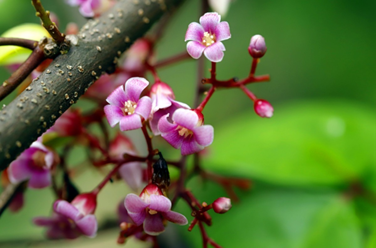 杨桃树花的样子和颜色图片
