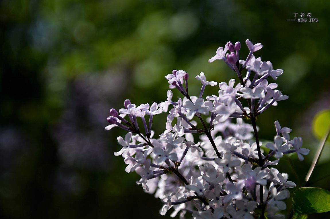 青 岛 初 夏，田 园 ！