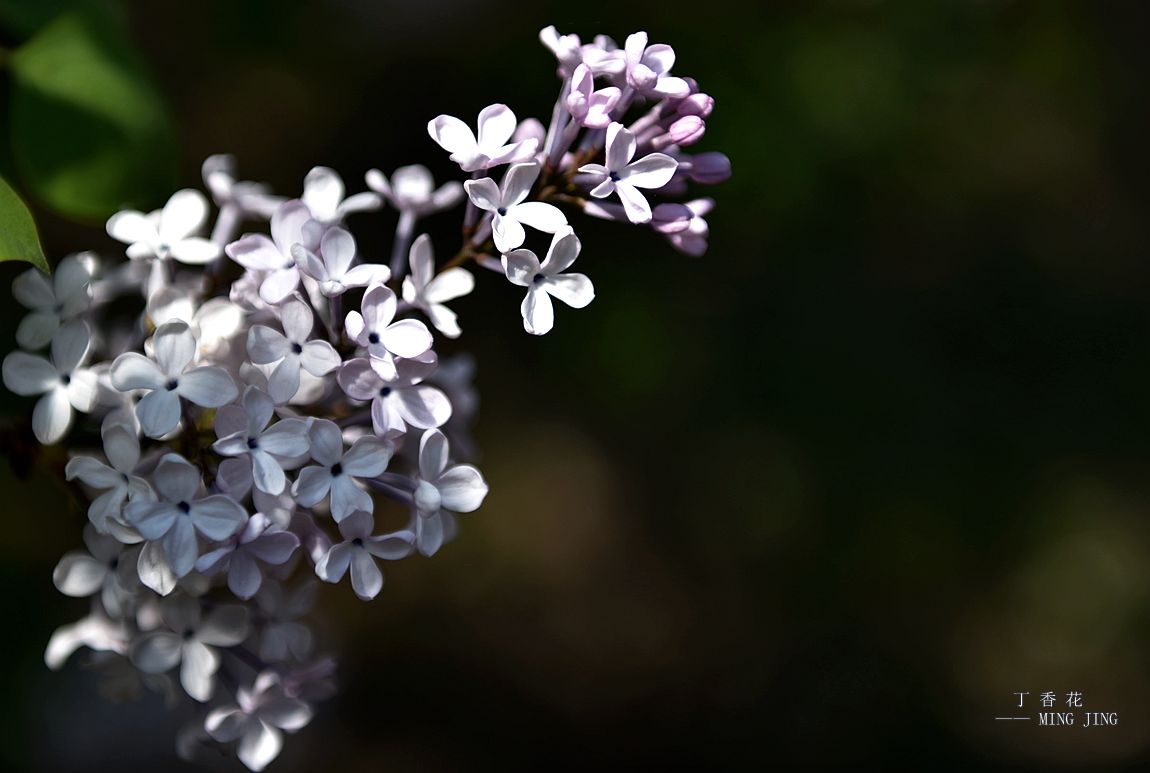 青 岛 初 夏，田 园 ！