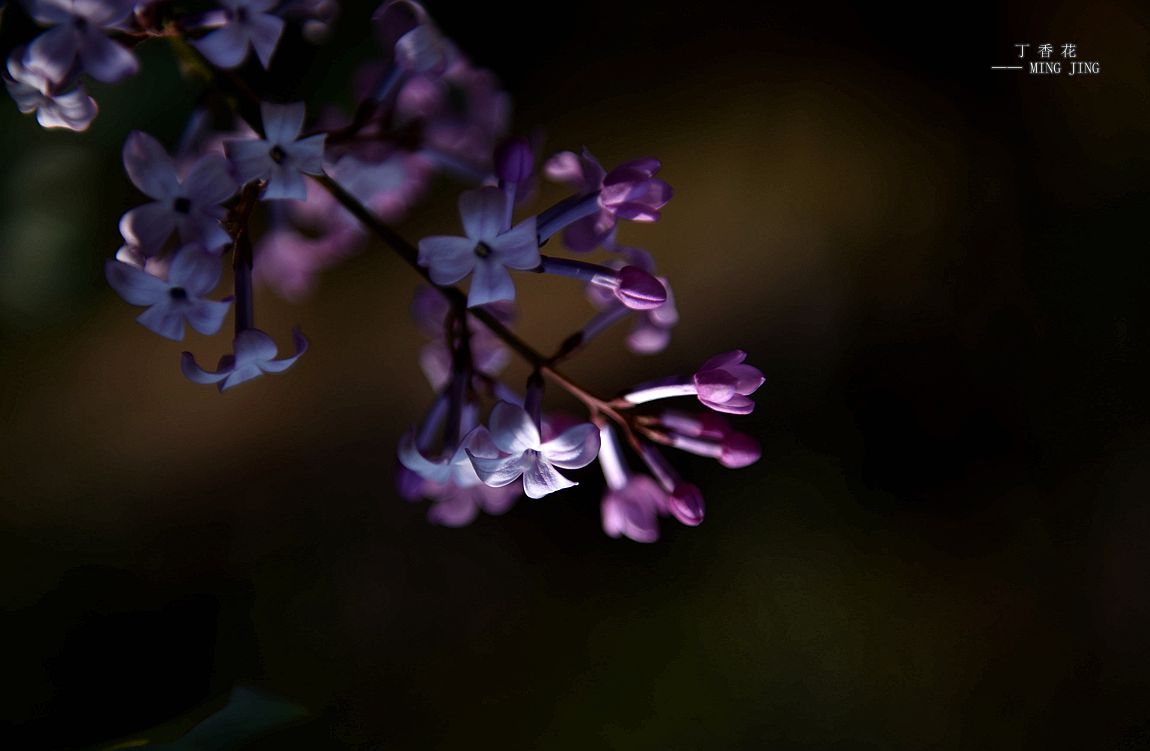 青 岛 初 夏，田 园 ！