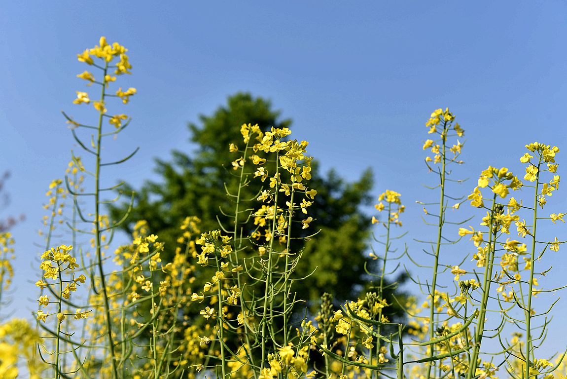 青 岛 初 夏，田 园 ！
