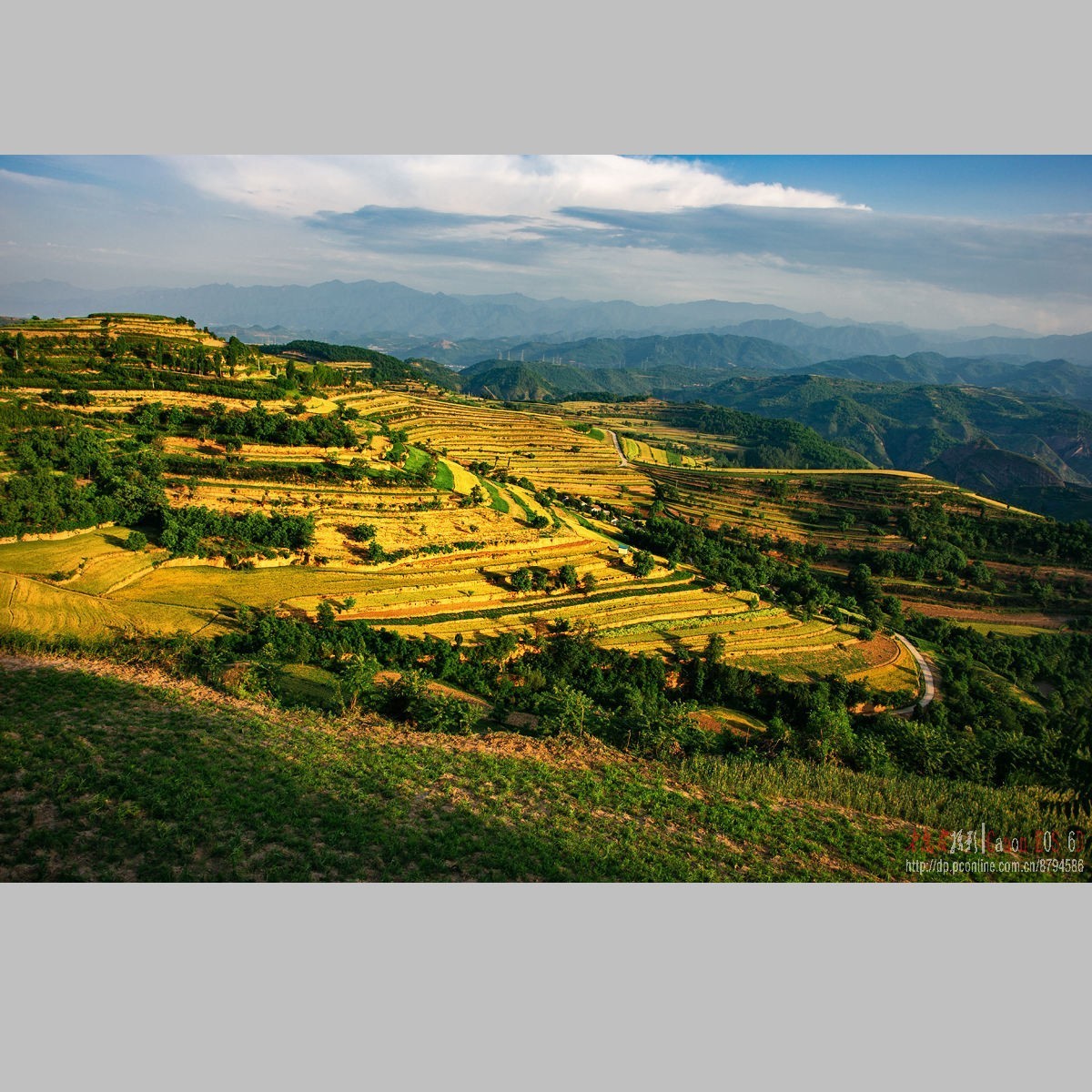 黄土高原的麦子熟了