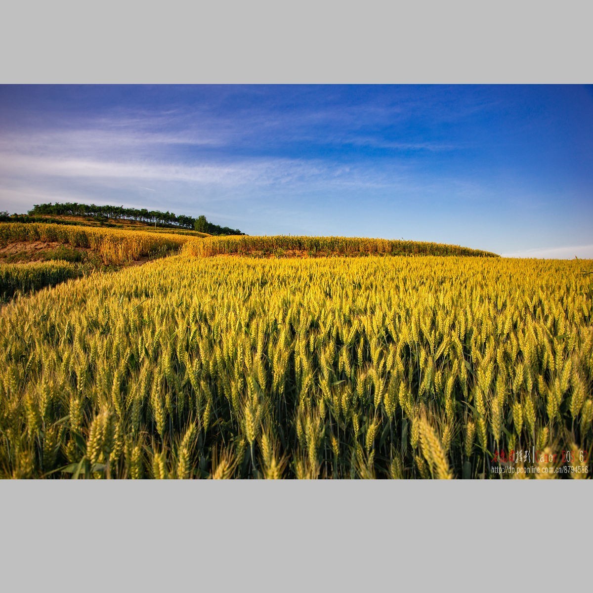 黄土高原的麦子熟了