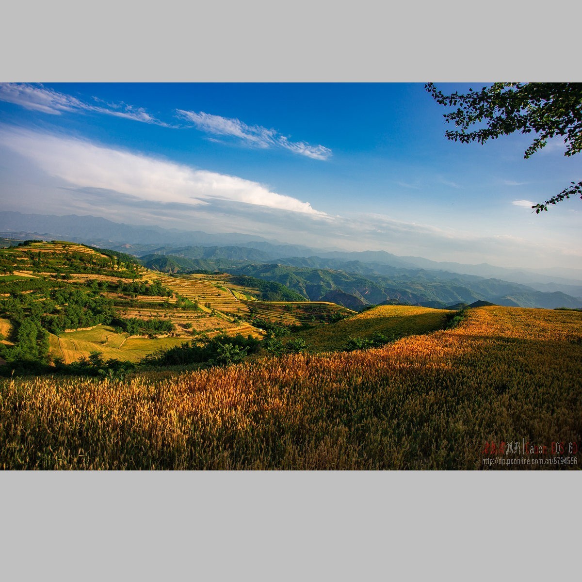 黄土高原的麦子熟了
