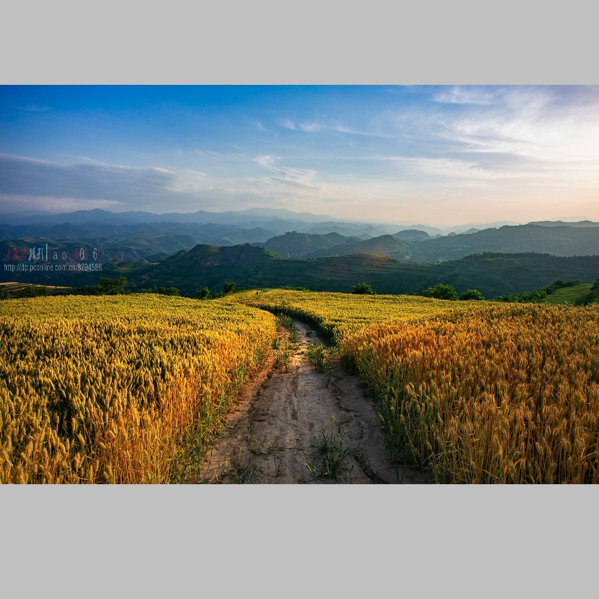 黄土高原的麦子熟了