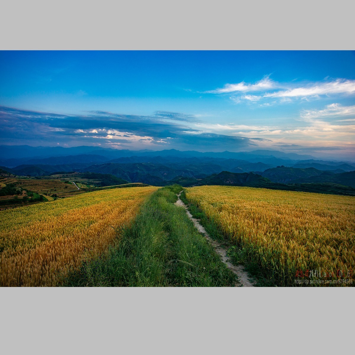 黄土高原的麦子熟了