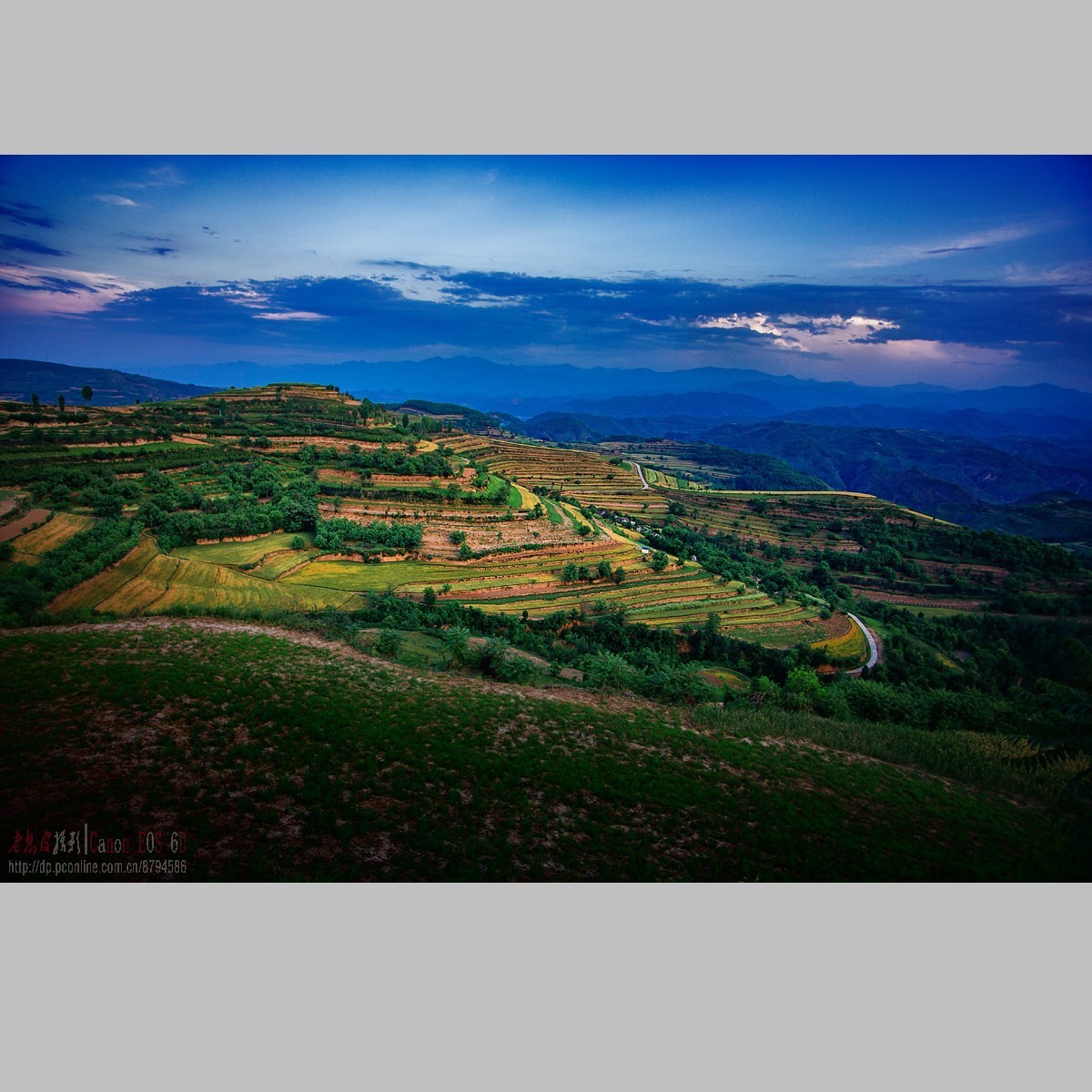 黄土高原的麦子熟了