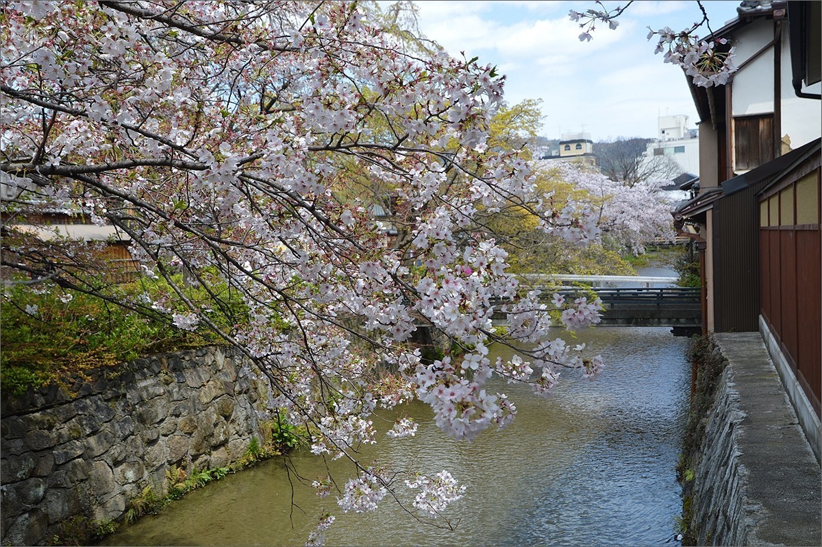 2019年日本京都行18只园白川0624