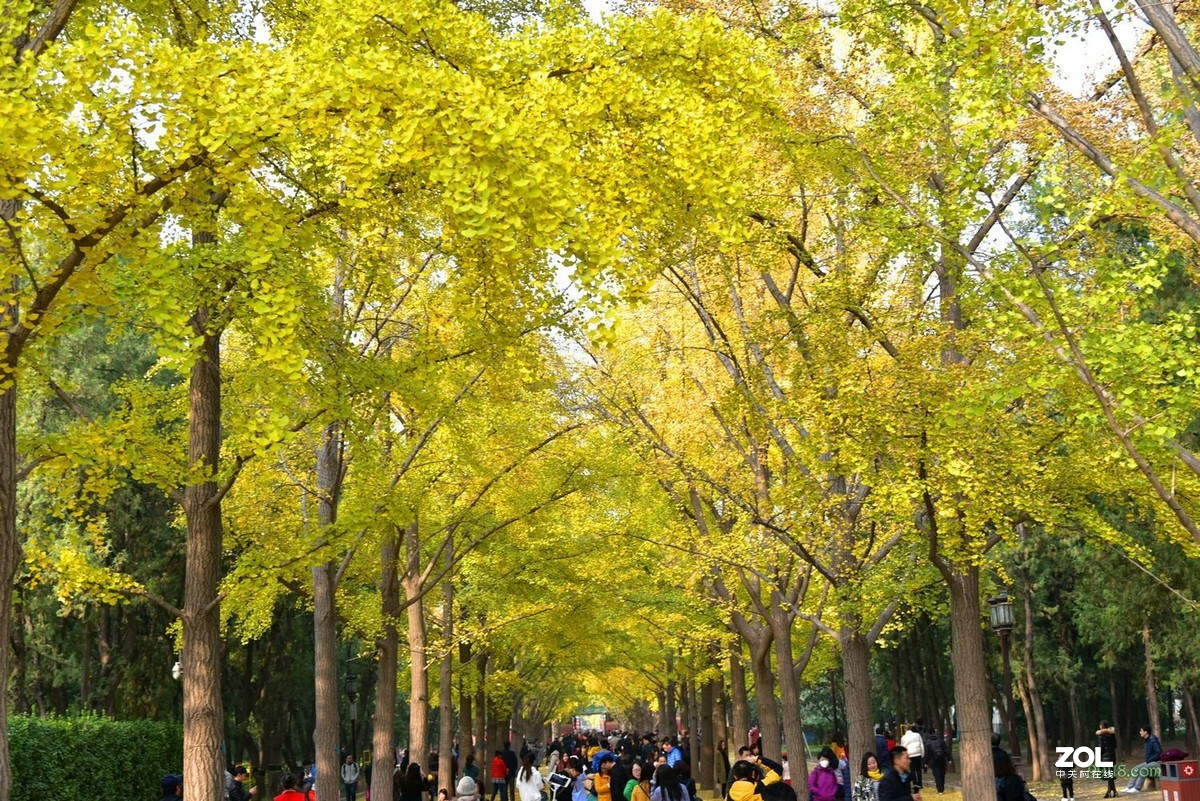 北京地壇公園銀杏大道