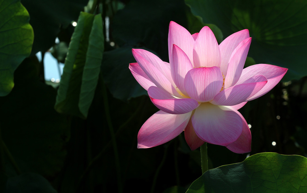 赏　荷　