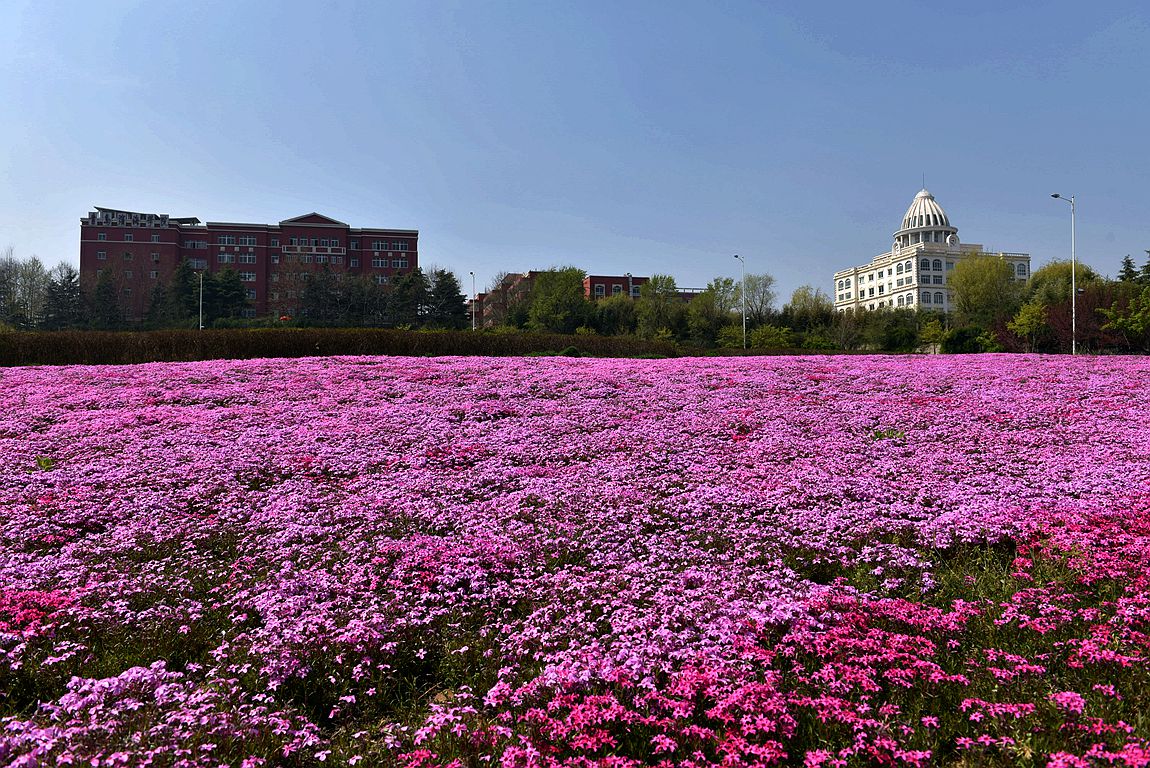 青 岛 初 夏，田 园 ！